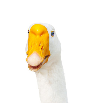 A goose, isolated on white background