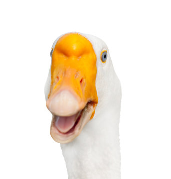 goose, isolated on white background