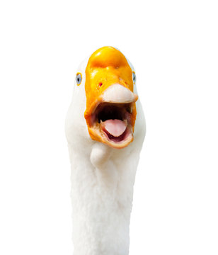 goose, isolated on white background 