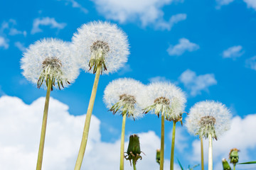 Obraz na płótnie Canvas white dandelions against blue sky with white clouds