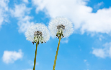 Fototapeta na wymiar Two white dandelions against blue sky with white clouds