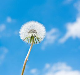 One white dandelion against blue sky with white clouds