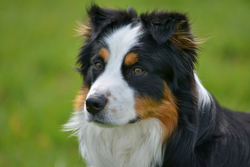 Australian Shepherd