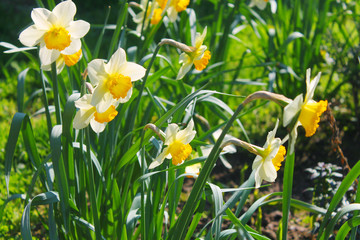 Obraz premium narcissus in garden