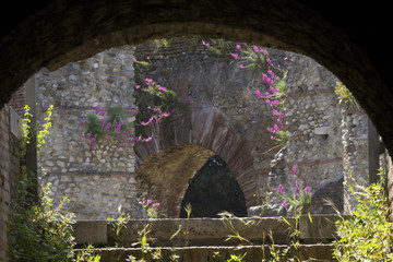 Purple flowers on the Roman Theater in Benevento, Italy.