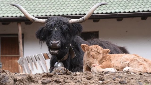 mucca mucche animale animali mucche scozzesi pelo lungo ruminare corna