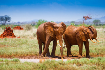 Red elephants on the african savannah