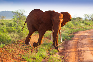 Fototapeta na wymiar Red elephants on the african savannah