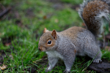 Naklejka na ściany i meble Graues Eichhörnchen im Park und auf dem Baum