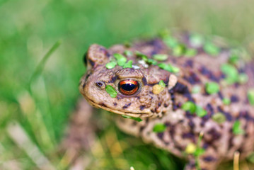 Toads Eye