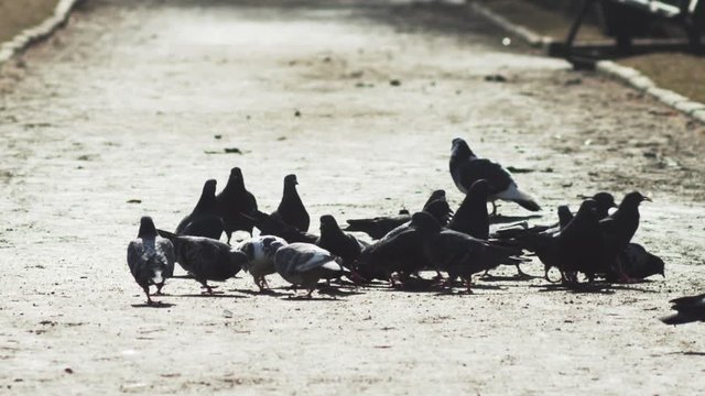 Grey pegeons eating and flying in slow motion