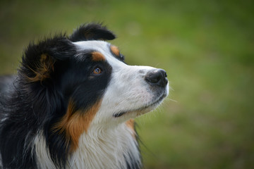 Australian Shepherd