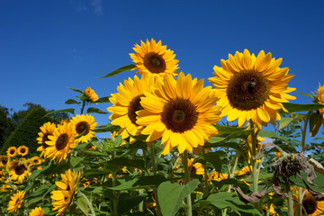 Obraz premium Field of sunflowers on background of blue heaven