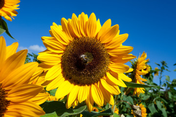 sunflower with bee on background of blue heaven