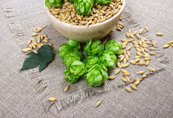Fresh hops and barley grain - closeup
