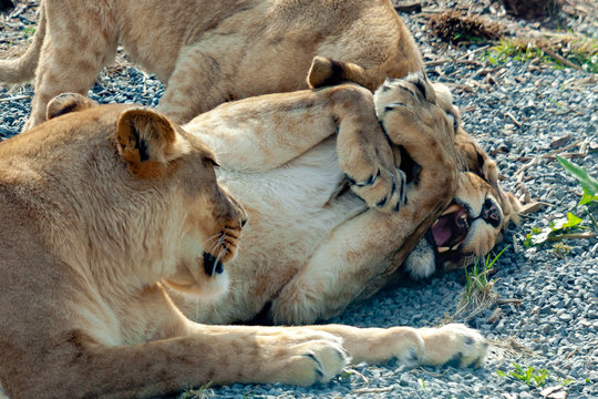 Lions playing