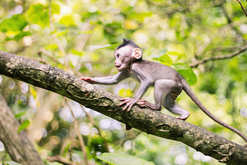 macaque baby in movement