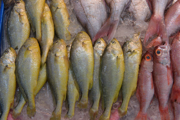 Fresh Fish at Busan Fish Market