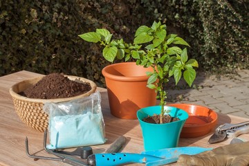 Spring works in the garden. Seedlings chilli peppers. Growing vegetables. Transplanting seedlings into pots. Chilies in a clay pot.
