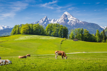 Idyllic landscape in the Alps with cows grazing on green meadows