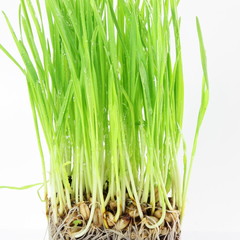 fresh sprouted wheat grass with water drops in white background