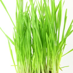 fresh sprouted wheat grass with water drops in white background