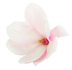 Obraz na płótnie Canvas Blossoming pink magnolia Flowers