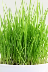 fresh sprouted wheat grass with water drops in white background