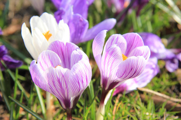 Purple and white crocuses