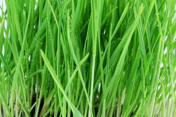 Fototapeta na wymiar fresh sprouted wheat grass with water drops closeup