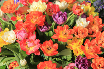 Multicolored tulip bouquet