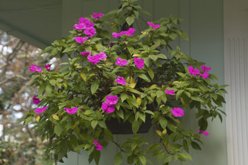 Fototapeta na wymiar Lush and Pinkly Flowering Hanging Plant