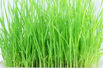 fresh sprouted wheat grass with water drops in white background
