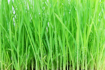 fresh sprouted wheat grass with water drops closeup