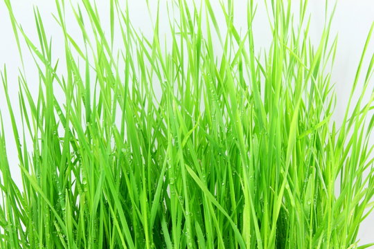 fresh sprouted wheat grass with water drops in white background © gv image