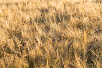 Wheat field