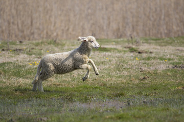 Jumping lamb © Geza Farkas