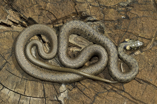 Non venomous  Grass snake