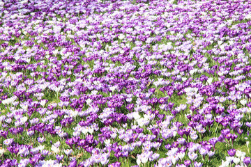 Obraz premium Crocuses on a field