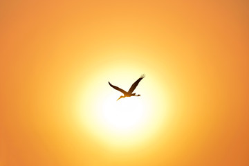 Fototapeta na wymiar Silhouette of Painted Stork flying against the setting Sun