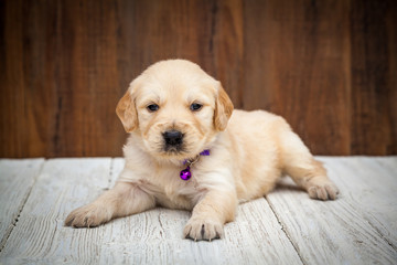 Fototapeta na wymiar Golden retriever puppy