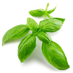 basil leaves isolated on the white background