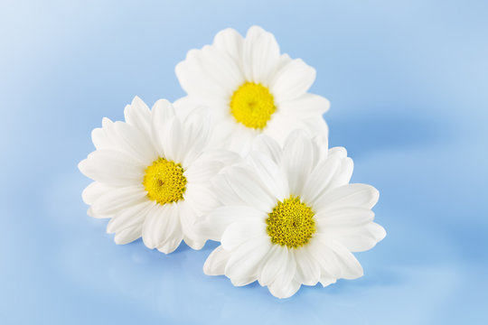 daisies isolated on the blue background