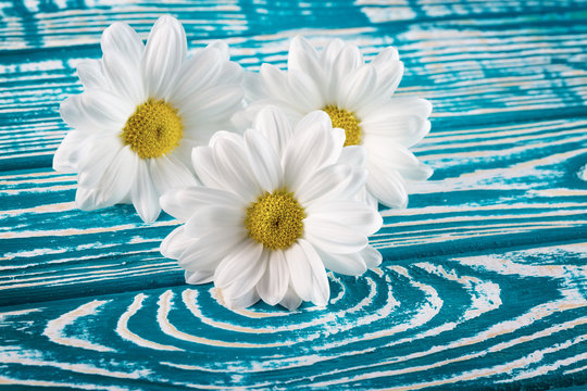 daisies on the blue wooden background