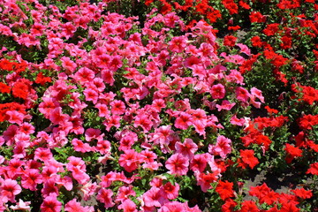 Fototapeta premium flowerbed with flowers