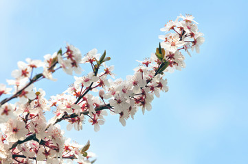 White blossoms of plum tree, with blue sky in the background