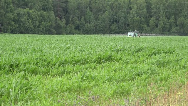 zoom in of farm rustic tractor spray pesticide, herbicide in green corn maize field near road. 4K UHD video clip. 
