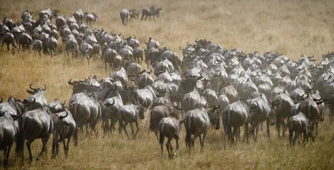 Fotobehang Big herd of wildebeest in the savannah. Great Migration. Kenya. Tanzania. Masai Mara National Park. An excellent illustration. © gudkovandrey