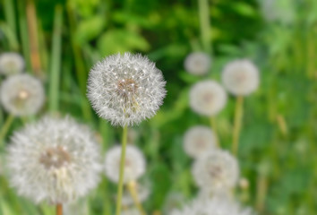 Весенние полевые цветы - одуванчики