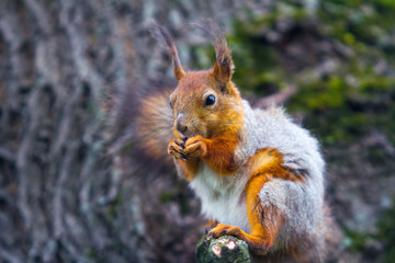 Squirrel on the tree.